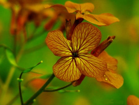 Happy Flower - photography, spring, flower, nature