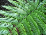 Fern Leaf