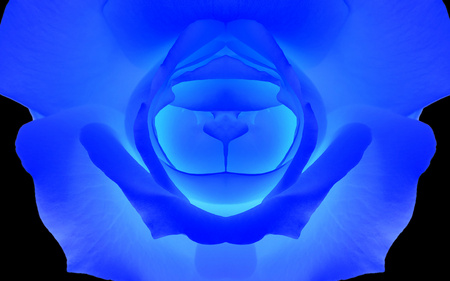 Blue Rose - glow, blue, neon, rose, flower