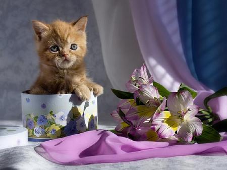 Peek a boo - satin, cat, box, flowers, curtain, lavender, kitten, lillies