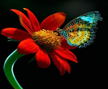 Competing beauties - vivid, beautiful, stem, flower, petals, striking, red, wings, butterfly, bold