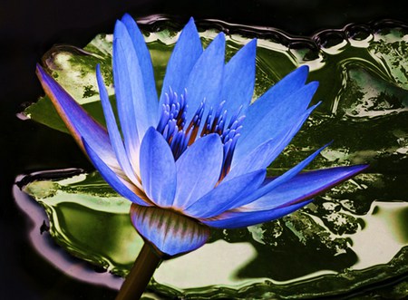 Lily blue - pon, blue flower, lily, lily pad, floating