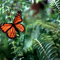 Wings on the ferns