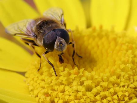 Fly Closeup - bug, insect, golden, flower, fly