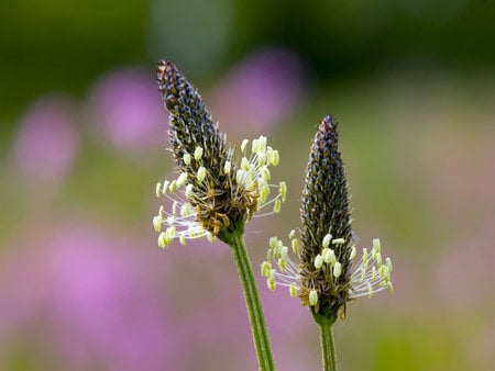 In the fields - sunny, field, flowers, seed heads