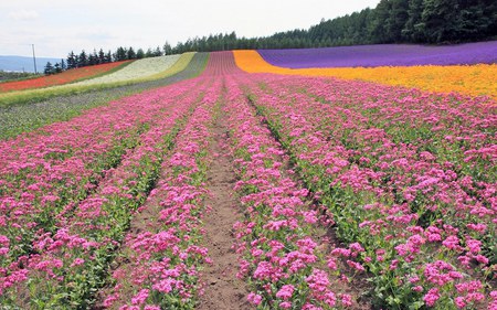 Pink field  of flowers - field, flowers, pink, spring