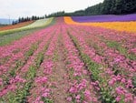 Pink field  of flowers