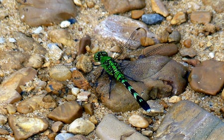 Dragonfly - green, bugs, wings, insect, dragonfly