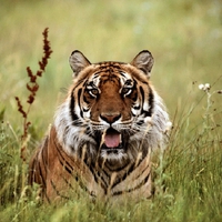 Panting Tiger