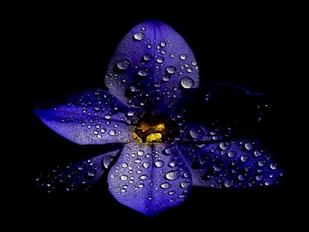 Violet - nature, flowers, raindrops, violet