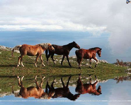 water horses - water, beautiful, reflection, horse, sky