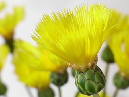 yellow - fluffy, yellow, flower, soft