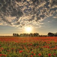 Field Of Poppies