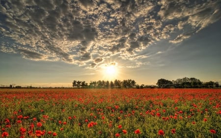 Field Of Poppies