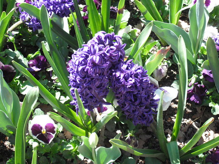 Purple Paradise - garden, hyacinth, purple flower, flower bed