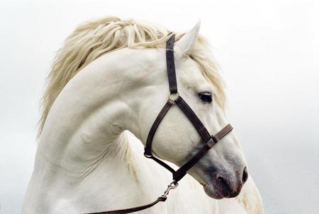 white ..... - horses, white, beauty, horse, mane, animals, mustang, beautiful