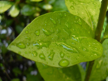 Vegetation - green, vegetation, live, forest