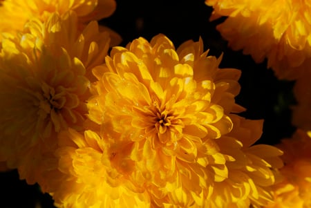 Petals - flower, yellow, petals, nature