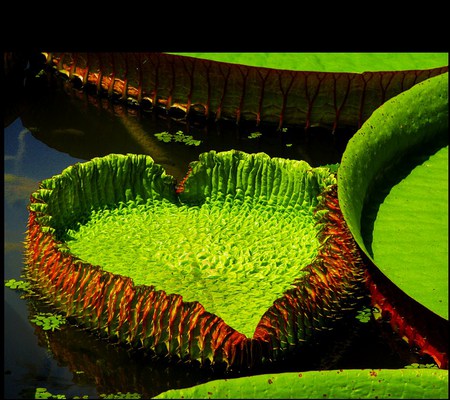 Love pad - water, pond, heart shaped, green brown, lily pad