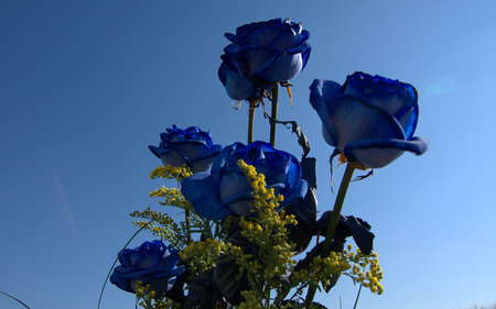 Blue Roses Bouchet - bouchet, flowers, roses, blue