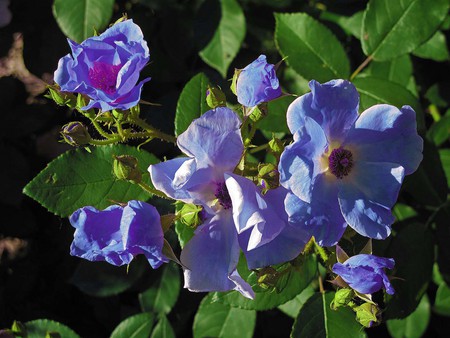 Toporasi - purple, flowers, ov, m