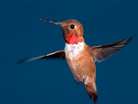 Hummingbird - hummingbird, animals, nature, birds