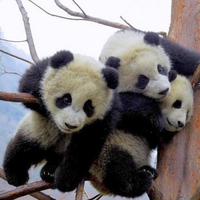 Baby Pandas