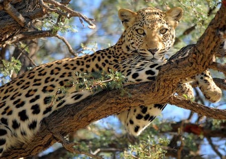 Leopard on Tree - on tree, leopard, picture, beautiful