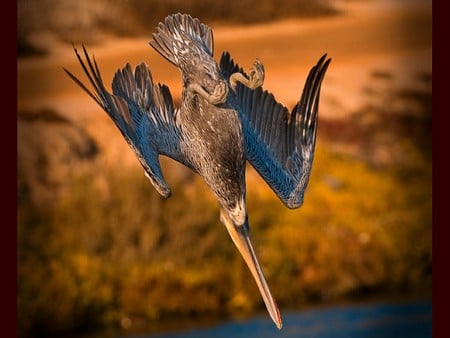 Birds Dive - birds, picture, dive, beautiful