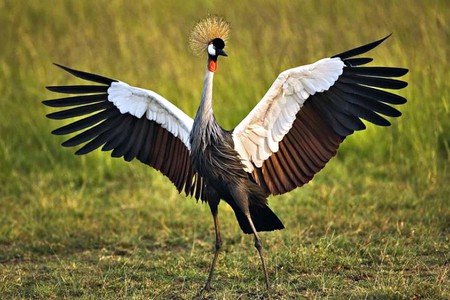 African Crowned Crane-Tanzania - picture, beautiful, crowned, crane, african, tanzania