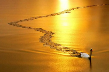 Swan in Gold - picture, swan, beautiful, water, golden