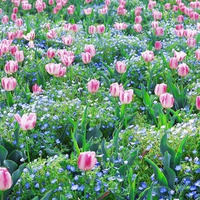 Bluebells and Tulips