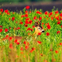 Deer in Flowers