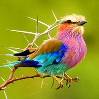 Colorful Bird