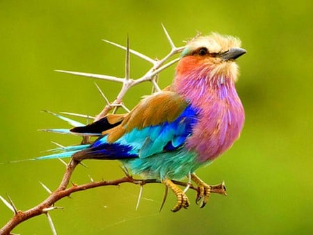 Colorful Bird - colorful, picture, bird, beautiful