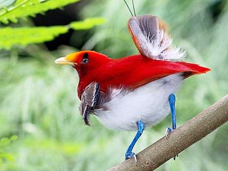 Bird of Paradise - bird, of paradise, picture, beautiful