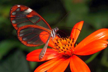 Transparent Butterfly - picture, butterfly, transparent, beautiful