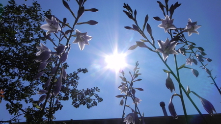 Sun Rays - flowers, nature, sun, rays