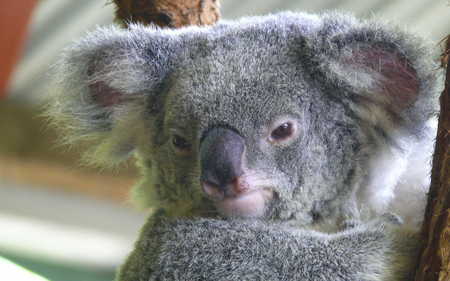 Friendly Koala - furry, koala, nature, face, tree, animals