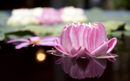 Lotus Reflection - nature, lotus, reflection, floating, water, flower