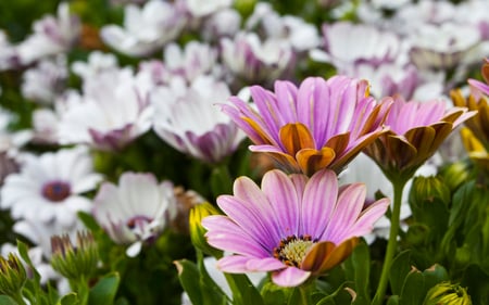 Norway Flowers - nature, norway, flowers, wild