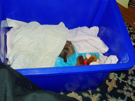 bed for the night. - box, hedgehog, water, towels, blanket