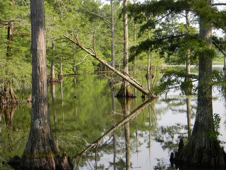 Leaning tree - water, lake, tree, refuge