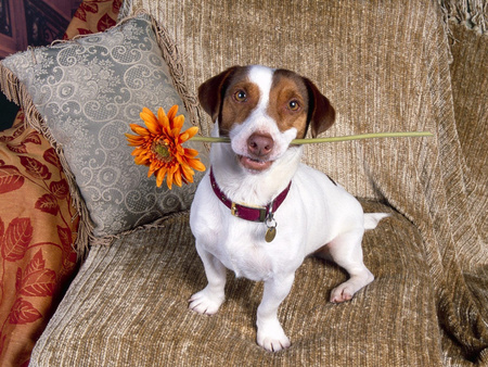 you look lovely to night - lovely, date, flower, dog