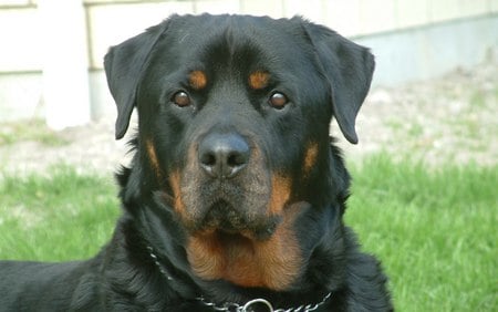 Alert rotti - rottweiler, dog, puppies, rotti