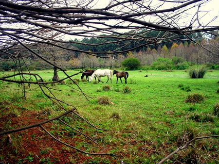 Beautiful countryside - horses, countryside, farm, field, nature, green, grass