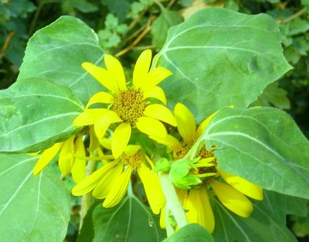 Daisies - daisies, flowers, yellow, nature