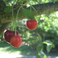 Sour cherries