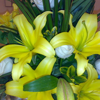 yellow orkids