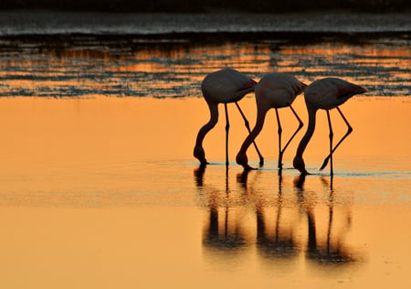 Flamingo Dance - birds, nature, beautiful, lake, flamingo